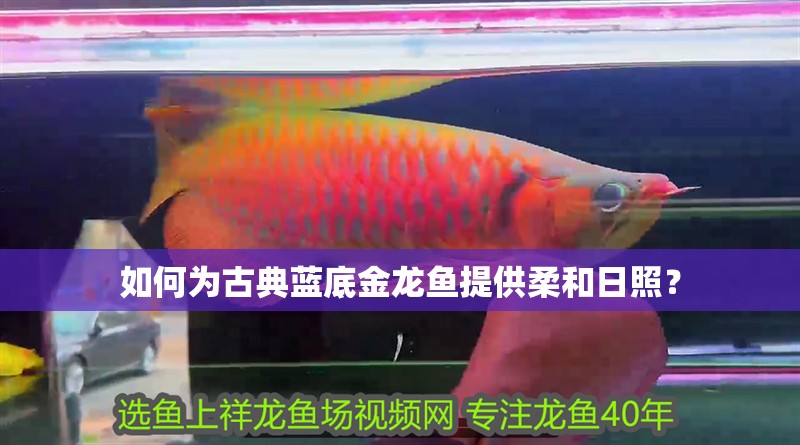 如何為古典藍底金龍魚提供柔和日照？