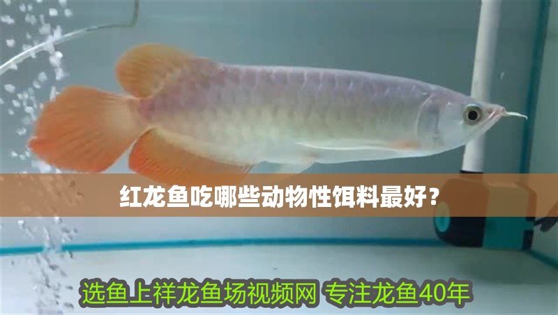 紅龍魚吃哪些動物性餌料最好？ 紅龍魚吃哪些動物性餌料最好？ 龍魚百科
