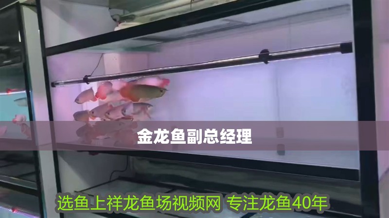 金龍魚副總經理