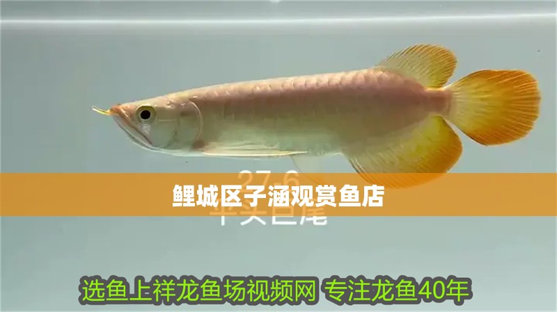 龍魚干蝦有營養(yǎng)嗎 鯉城區(qū)子涵觀賞魚店 全國水族館企業(yè)名錄 鯉城區(qū)子涵觀賞魚店 鯉城區(qū)子涵觀賞魚店 全國水族館企業(yè)名錄