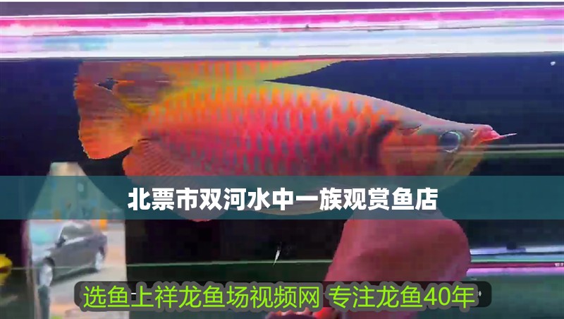 北票市雙河水中一族觀賞魚(yú)店 北票市雙河水中一族觀賞魚(yú)店 全國(guó)水族館企業(yè)名錄