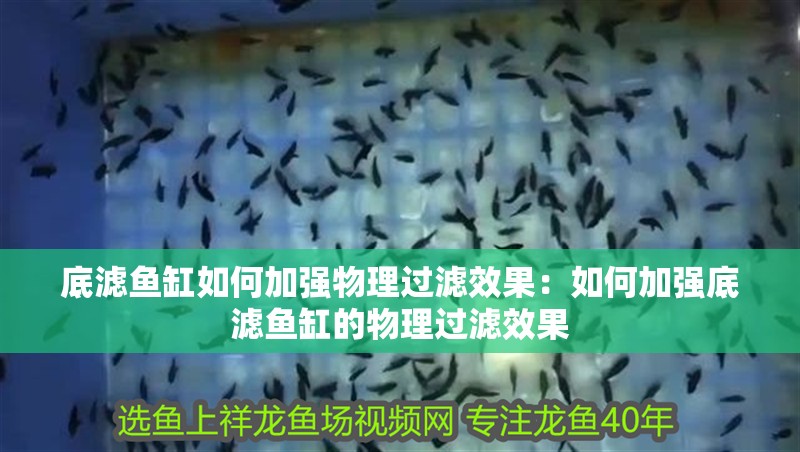底濾魚缸如何加強物理過濾效果：如何加強底濾魚缸的物理過濾效果