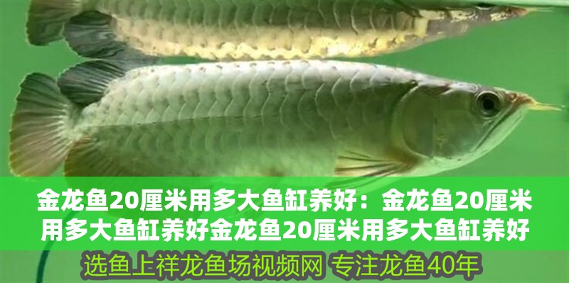 金龍魚20厘米用多大魚缸養好：金龍魚20厘米用多大魚缸養好金龍魚20厘米用多大魚缸養好 金龍魚20厘米用多大魚缸養好：金龍魚20厘米用多大魚缸養好金龍魚20厘米用多大魚缸養好 龍魚百科