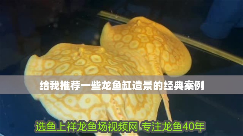給我推薦一些龍魚缸造景的經典案例