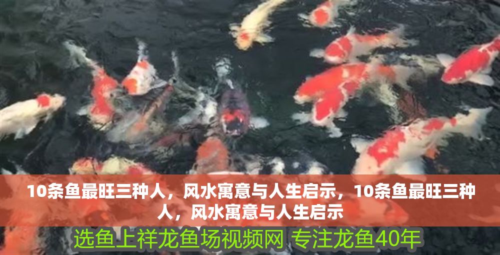 10條魚最旺三種人，風(fēng)水寓意與人生啟示，10條魚最旺三種人，風(fēng)水寓意與人生啟示