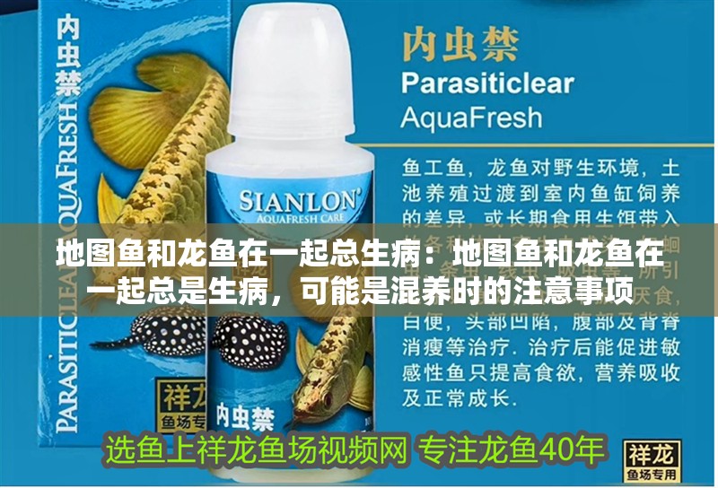 我的虎魚真菌感染了要怎么處理 地圖魚和龍魚在一起總生病:地圖魚和龍魚在一起總是生病,可能是混養時的注意事項 龍魚百科 地圖魚和龍魚在一起總生病:地圖魚和龍魚在一起總是生病,可能是混養時的注意事項 地圖魚和龍魚在一起總生病:地圖魚和龍魚在一起總是生病,可能是混養時的注意事項 龍魚百科