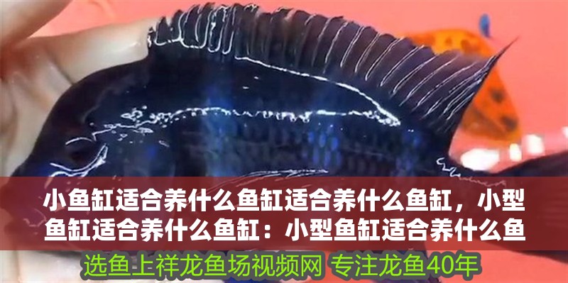 小魚缸適合養什么魚缸適合養什么魚缸，小型魚缸適合養什么魚缸：小型魚缸適合養什么魚 小魚缸適合養什么魚缸適合養什么魚缸，小型魚缸適合養什么魚缸：小型魚缸適合養什么魚 魚缸百科