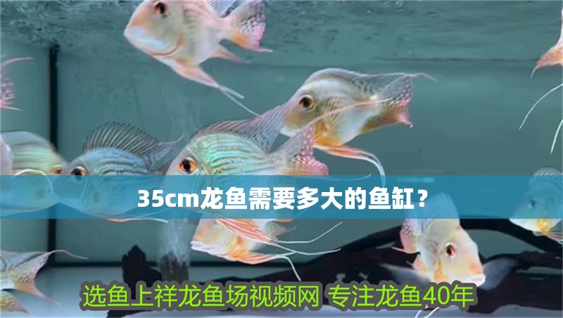 35cm龍魚需要多大的魚缸？