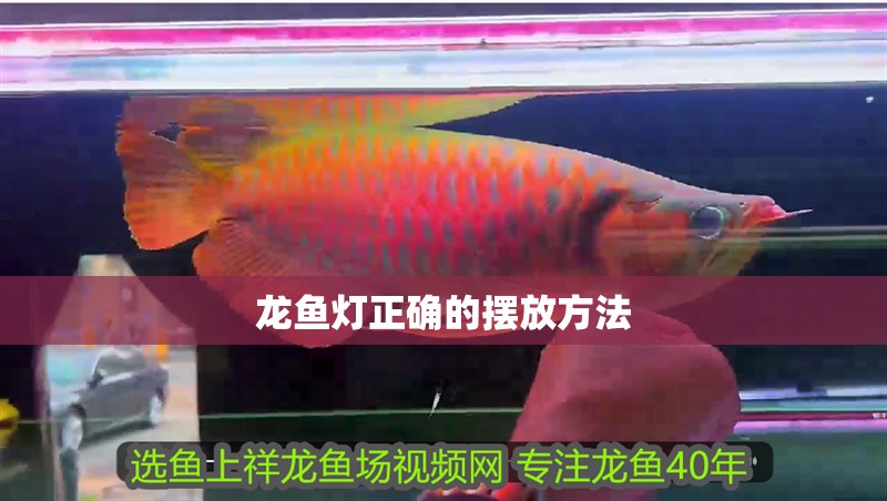龍魚燈正確的擺放方法