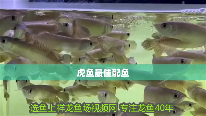 虎魚最佳配魚