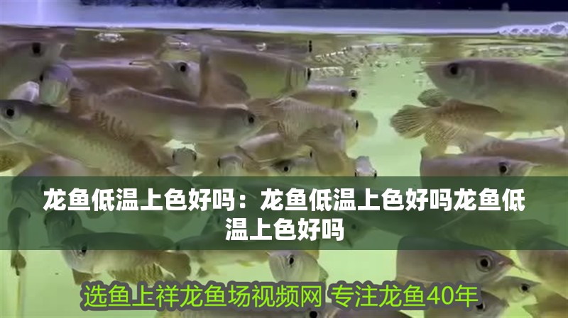 龍魚低溫上色好嗎：龍魚低溫上色好嗎龍魚低溫上色好嗎