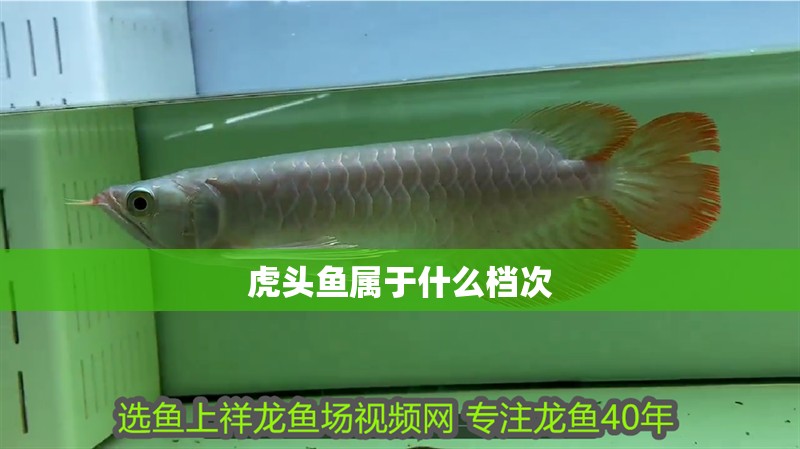 虎頭魚屬于什么檔次 虎頭魚屬于什么檔次 龍魚論壇