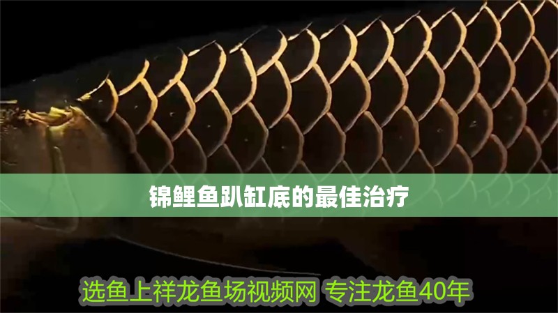 錦鯉魚趴缸底的最佳治療