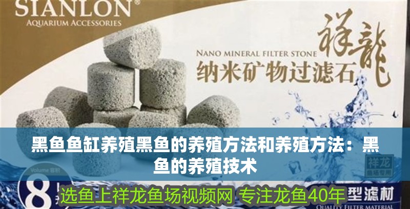 黑魚魚缸養殖黑魚的養殖方法和養殖方法：黑魚的養殖技術