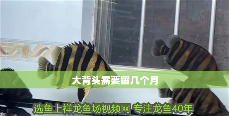 大背頭需要留幾個月