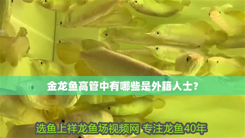 金龍魚高管中有哪些是外籍人士？