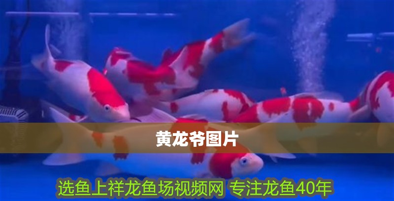 黃龍爺圖片