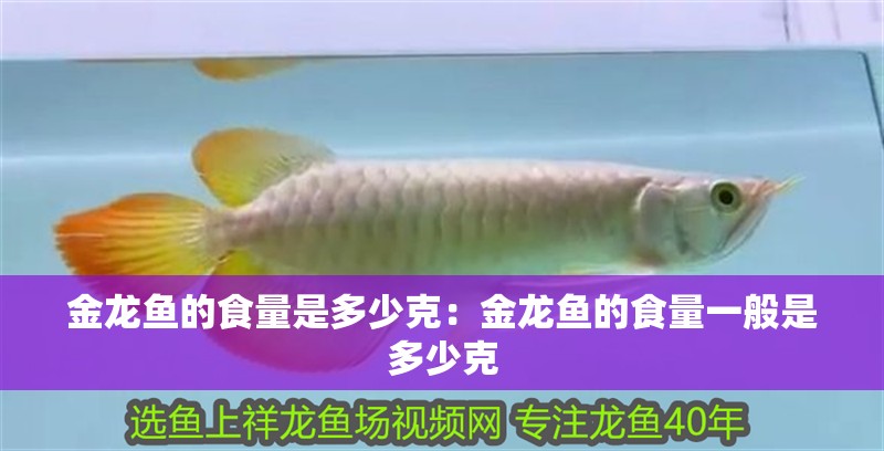 金龍魚的食量是多少克：金龍魚的食量一般是多少克
