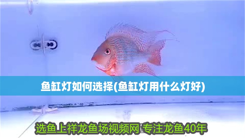 魚缸燈如何選擇(魚缸燈用什么燈好)