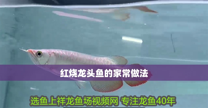 紅燒龍頭魚的家常做法 紅燒龍頭魚的家常做法 龍魚論壇