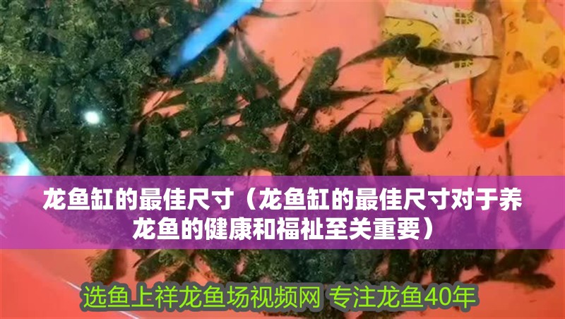 龍魚缸的最佳尺寸（龍魚缸的最佳尺寸對于養龍魚的健康和福祉至關重要）