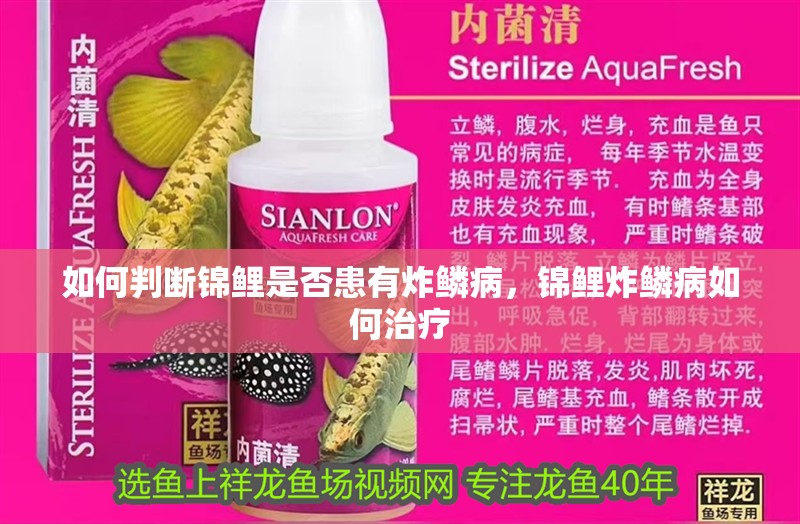 如何判斷錦鯉是否患有炸鱗病，錦鯉炸鱗病如何治療