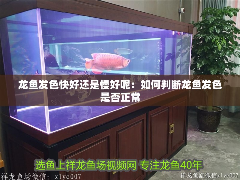 龍魚發色快好還是慢好呢：如何判斷龍魚發色是否正常