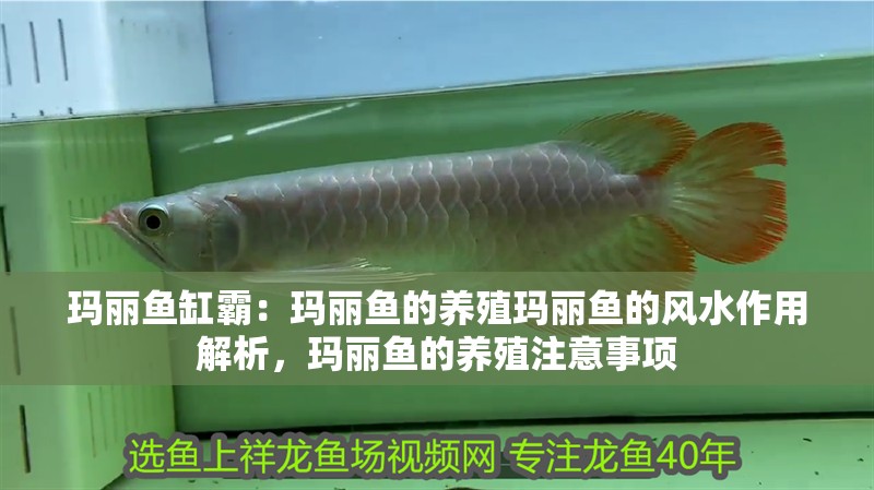 瑪麗魚缸霸：瑪麗魚的養殖瑪麗魚的風水作用解析，瑪麗魚的養殖注意事項