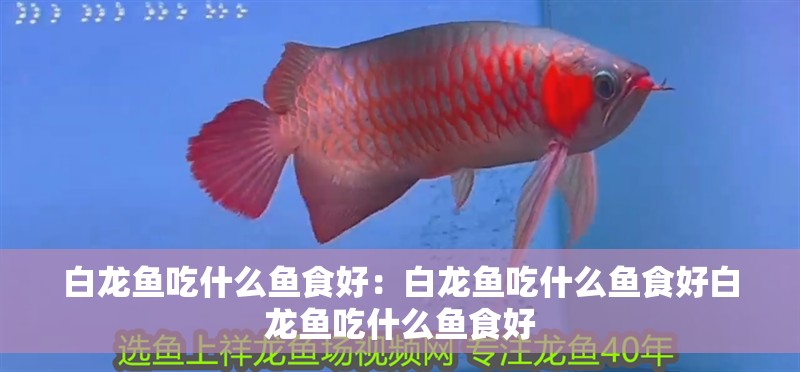 白龍魚吃什么魚食好：白龍魚吃什么魚食好白龍魚吃什么魚食好