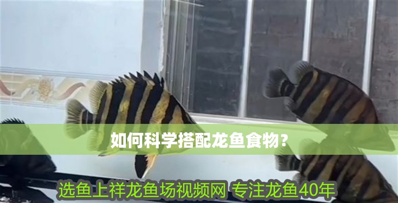 如何科學搭配龍魚食物？