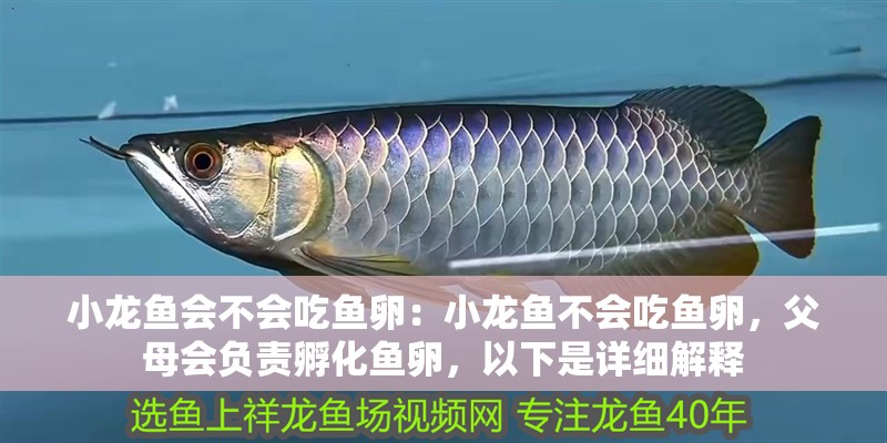 小龍魚會不會吃魚卵：小龍魚不會吃魚卵，父母會負責孵化魚卵，以下是詳細解釋