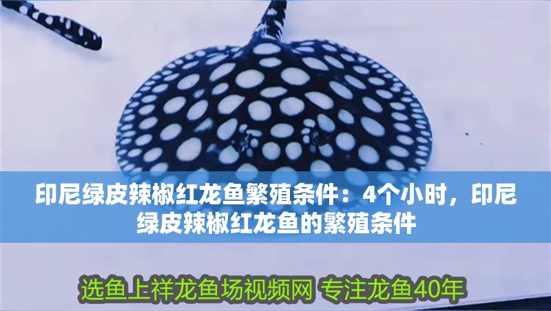 印尼綠皮辣椒紅龍魚繁殖條件：4個小時，印尼綠皮辣椒紅龍魚的繁殖條件
