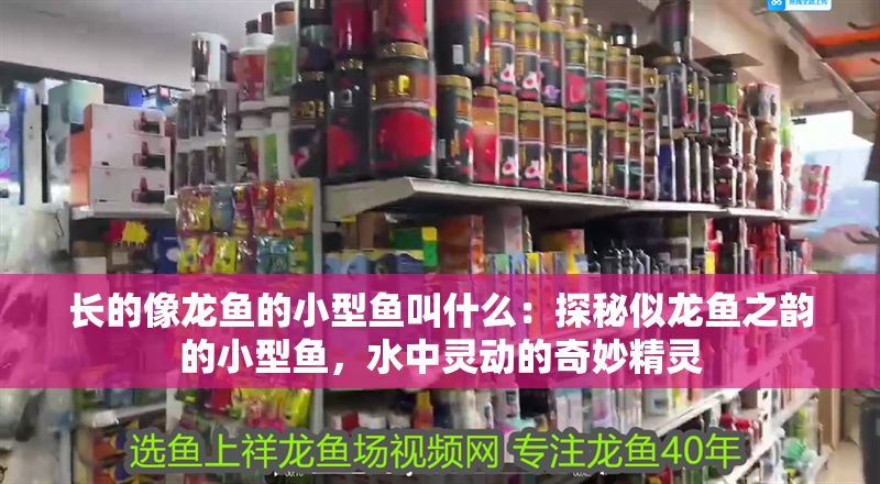 長的像龍魚的小型魚叫什么：探秘似龍魚之韻的小型魚，水中靈動的奇妙精靈