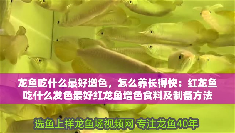 龍魚吃什么最好增色，怎么養長得快：紅龍魚吃什么發色最好紅龍魚增色食料及制備方法