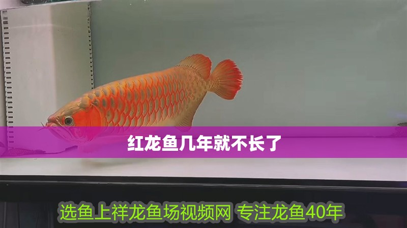 紅龍魚幾年就不長了