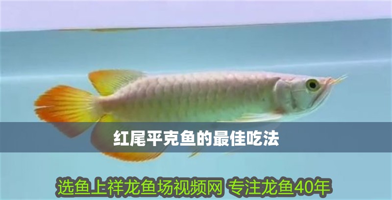 紅尾平克魚的最佳吃法