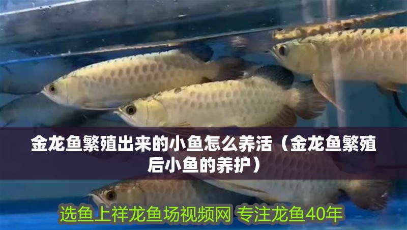 金龍魚繁殖出來的小魚怎么養(yǎng)活（金龍魚繁殖后小魚的養(yǎng)護(hù)）