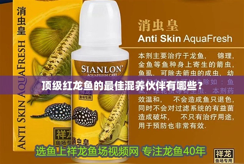 頂級(jí)紅龍魚(yú)的最佳混養(yǎng)伙伴有哪些？