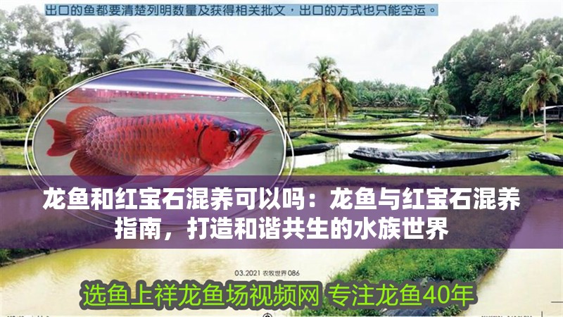龍魚和紅寶石混養可以嗎：龍魚與紅寶石混養指南，打造和諧共生的水族世界