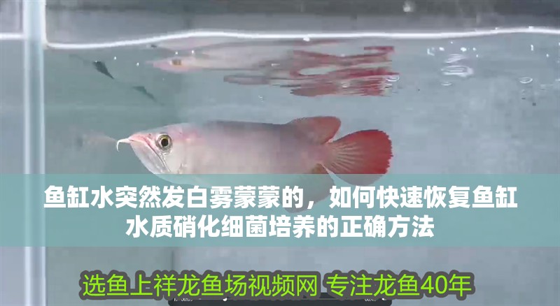 魚缸水突然發(fā)白霧蒙蒙的，如何快速恢復(fù)魚缸水質(zhì)硝化細菌培養(yǎng)的正確方法