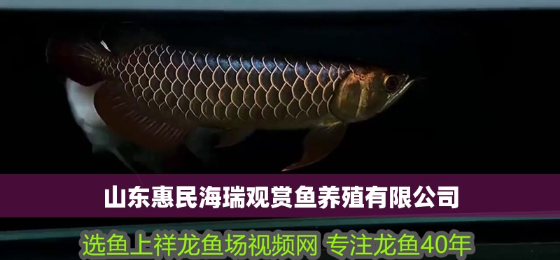 山東惠民海瑞觀賞魚養殖有限公司