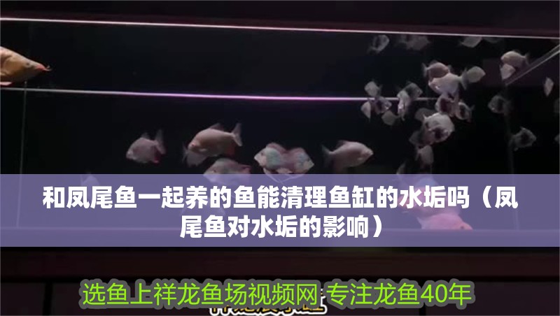 和鳳尾魚一起養的魚能清理魚缸的水垢嗎（鳳尾魚對水垢的影響）