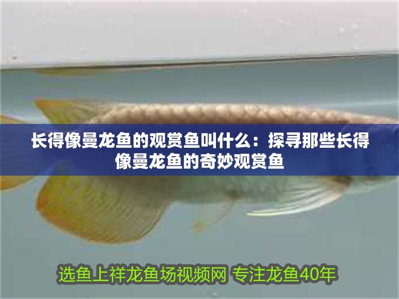 長得像曼龍魚的觀賞魚叫什么：探尋那些長得像曼龍魚的奇妙觀賞魚