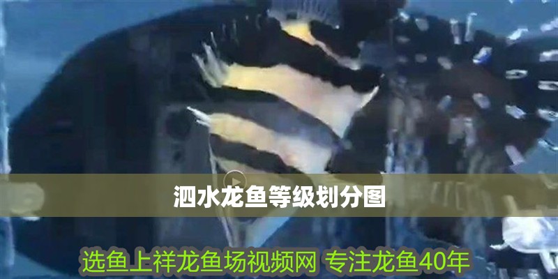 泗水龍魚等級劃分圖