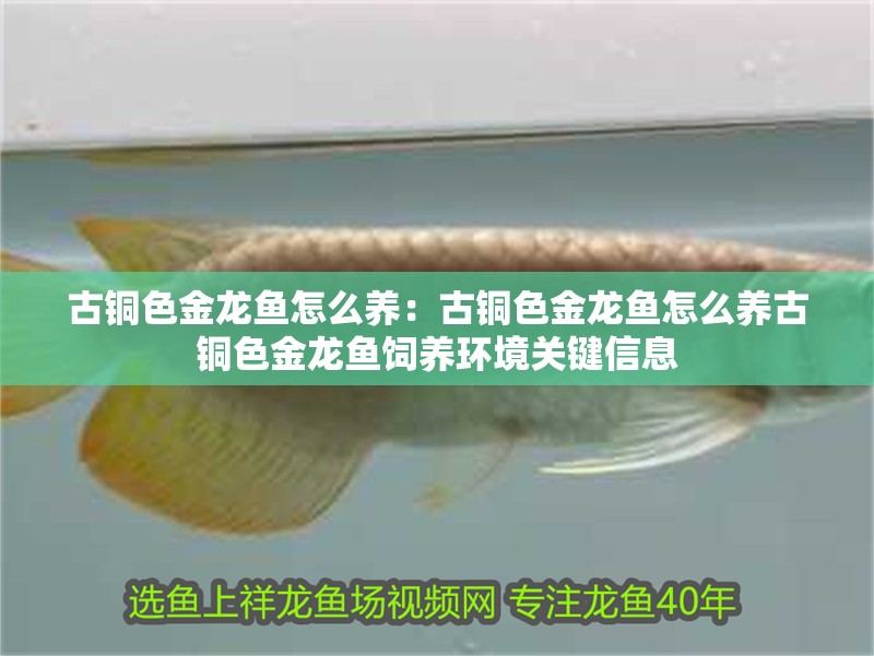 古銅色金龍魚怎么養：古銅色金龍魚怎么養古銅色金龍魚飼養環境關鍵信息