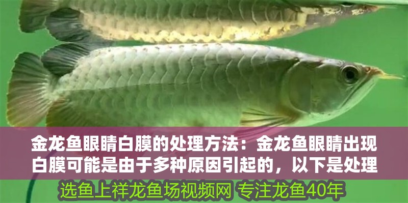 金龍魚眼睛白膜的處理方法：金龍魚眼睛出現白膜可能是由于多種原因引起的，以下是處理方法