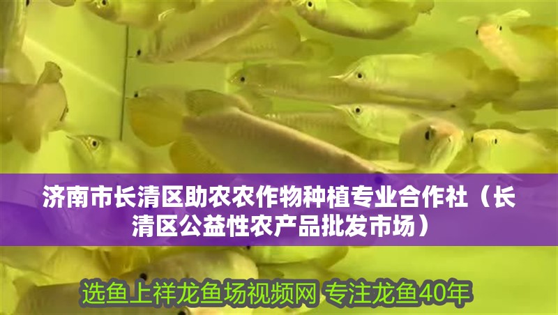 濟南市長清區助農農作物種植專業合作社（長清區公益性農產品批發市場） 濟南市長清區助農農作物種植專業合作社（長清區公益性農產品批發市場） 全國水族館企業名錄