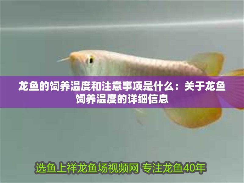 龍魚的飼養溫度和注意事項是什么：關于龍魚飼養溫度的詳細信息
