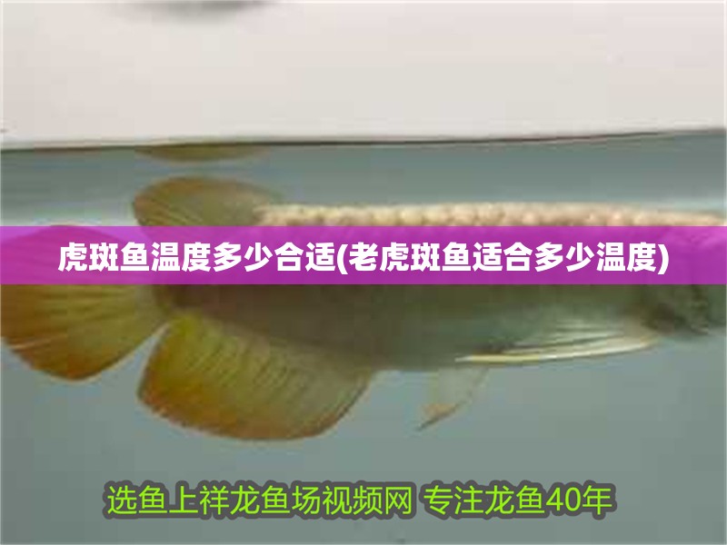 虎斑魚溫度多少合適(老虎斑魚適合多少溫度)
