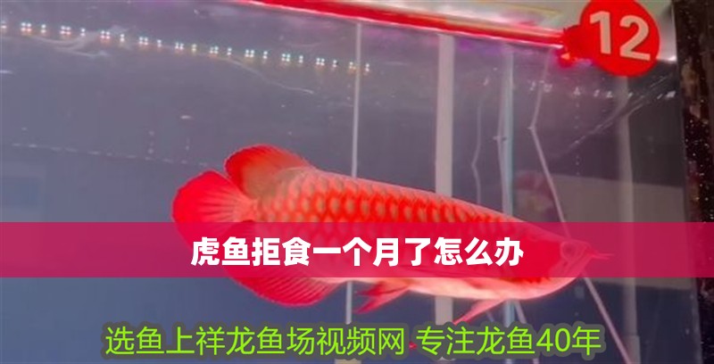 虎魚拒食一個月了怎么辦 虎魚拒食一個月了怎么辦 龍魚論壇